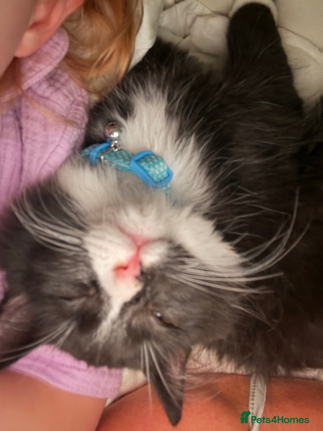 Mixed Breed cats for sale: Our Beautiful Dice - Image 12