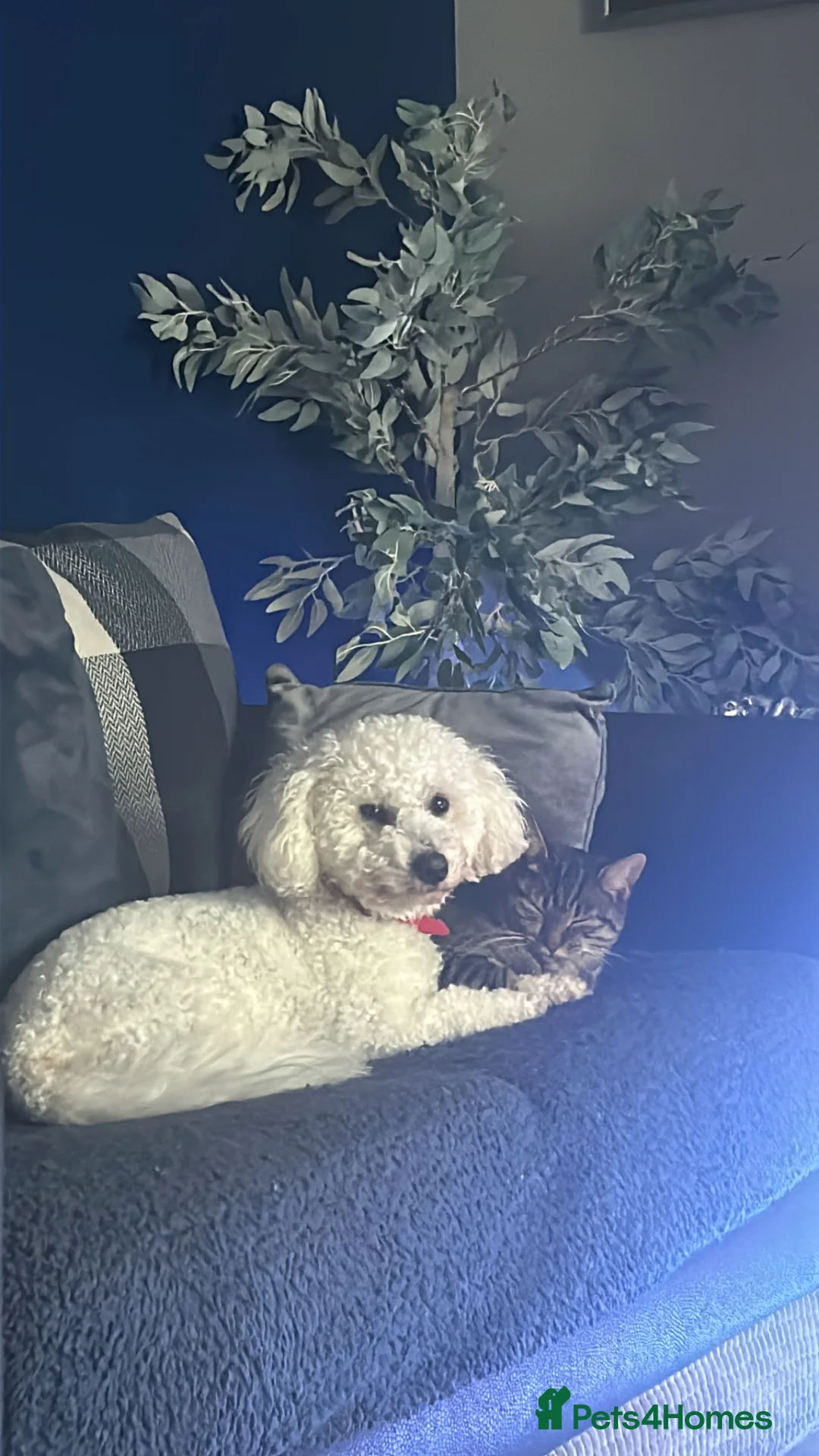 Bichon Frise dogs for stud: BICHON FRISE FO STUD - Advert 4