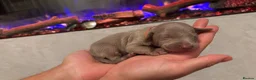 Weimaraner dogs for sale: 7 Weimaraner pups for sale ! in Hessle - Advert 3