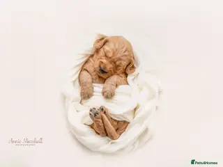 Mini Goldendoodle dogs JUNE PUPS - LICENSED BREEDER & POLICE K9 TRAINER - Advert 12