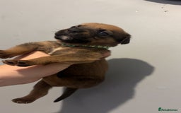 Mixed Breed dogs for sale: Boxwillers - Image 28