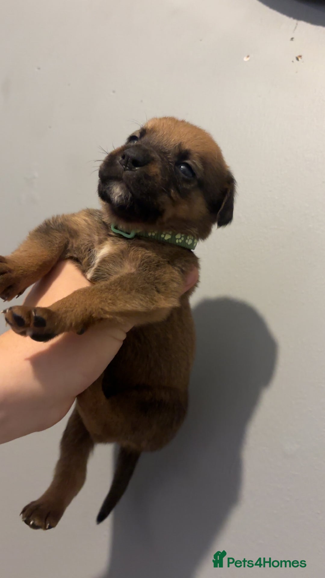 Mixed Breed dogs for sale: Boxwillers - Image 28