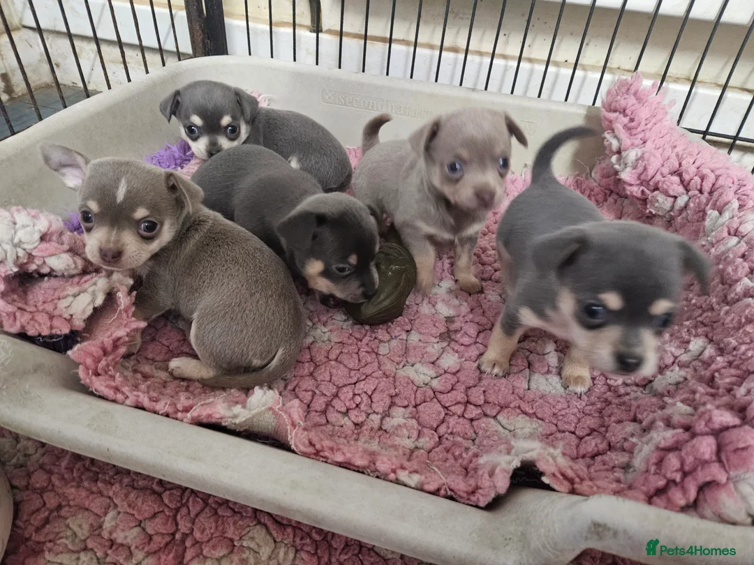 Chihuahua dogs for sale: Blue & tan and lilac & tan chihuahua puppies  - Advert 5