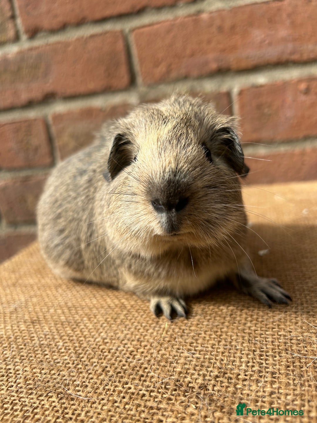 Guinea Pig rodents for sale: Two beautiful boys! - Image 2