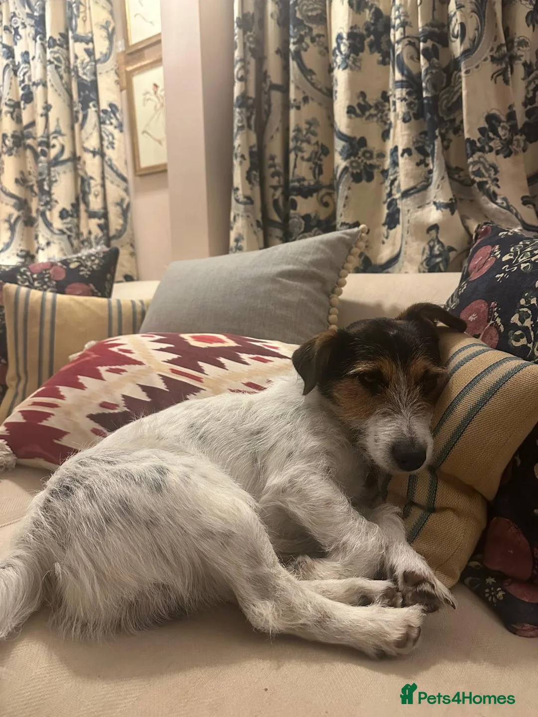 Patterjack dogs for sale: Patterjacks for sale in Andover - Advert 14