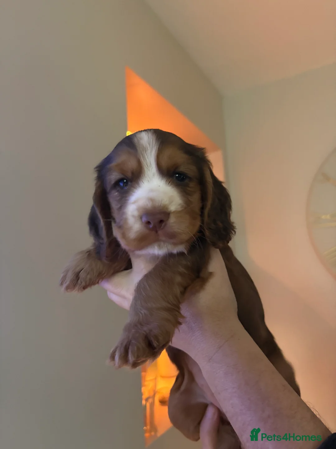 Cocker Spaniel dogs for sale: Quality cocker spaniel pups  - Advert 21