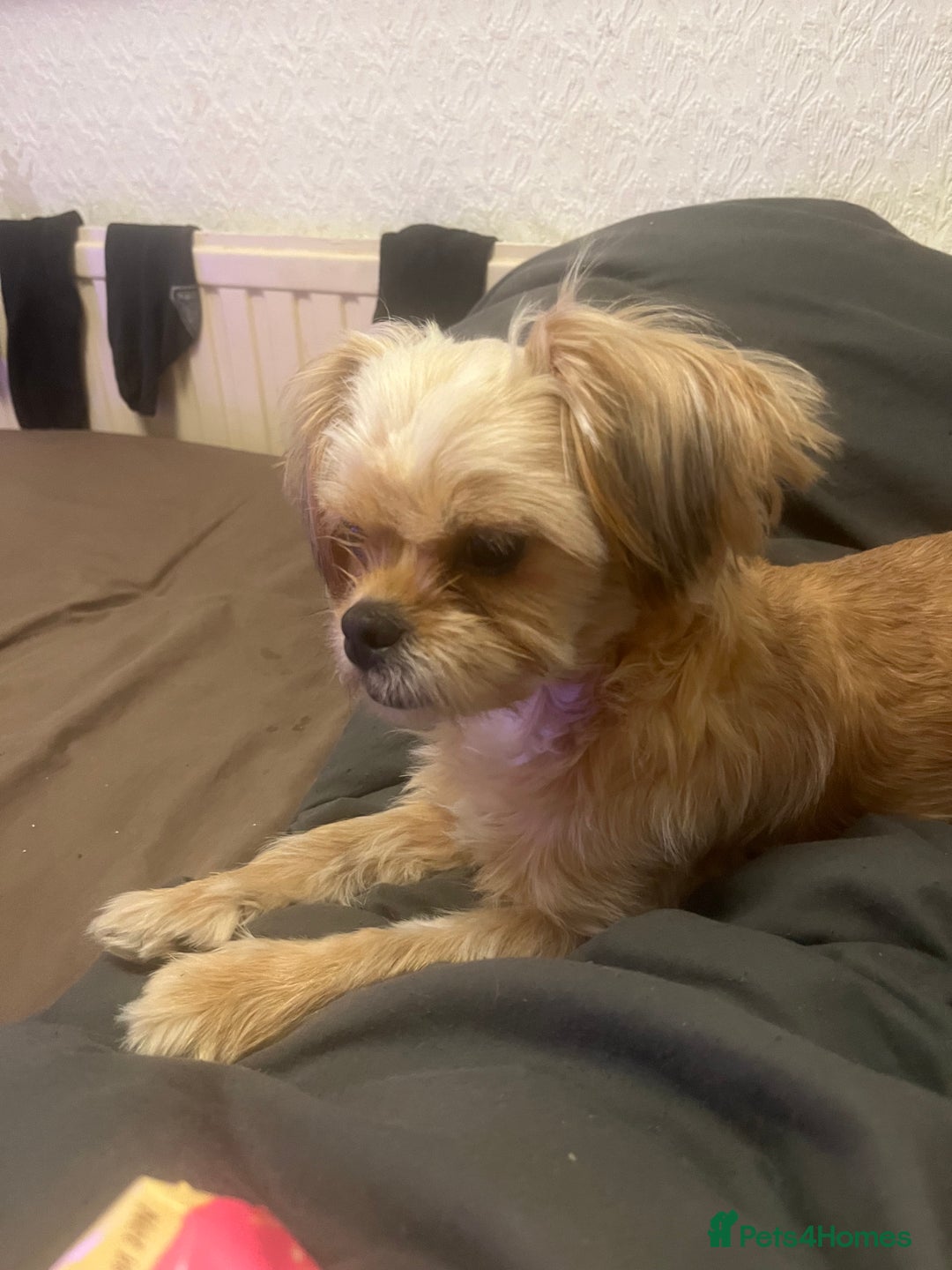 Mixed Breed dogs for sale: 2 yr old shih tzu cross Lhasa apso. - Advert 2