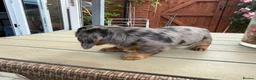 Miniature Dachshund dogs for sale:  Adorable Miniature Dachshund Puppies - Advert 6