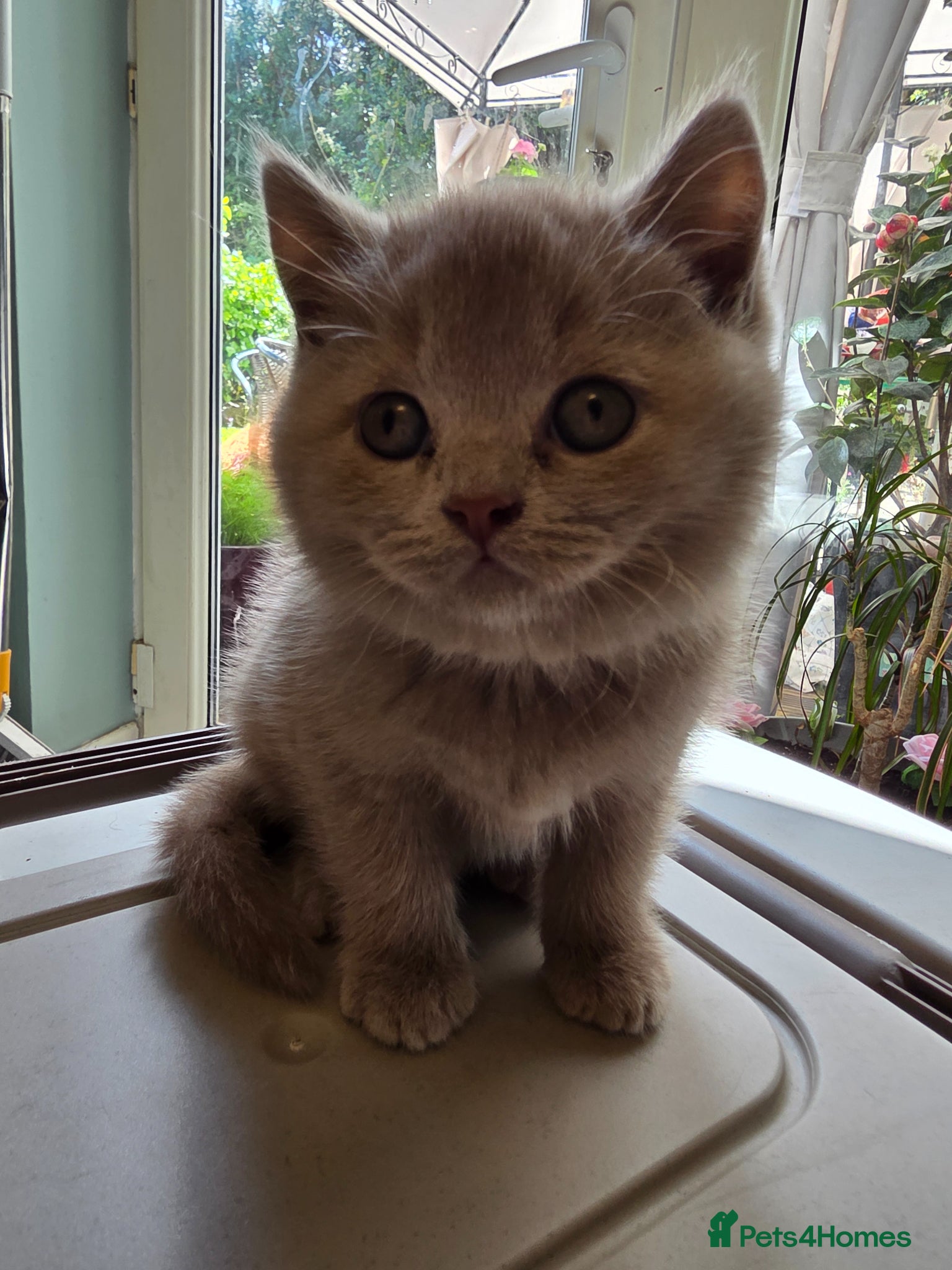British Shorthair cats British shorthair kittens  - Advert 2