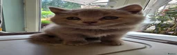 British Shorthair cats for sale: British shorthair kittens  - Advert 1