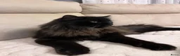Mixed Breed cats for sale: Chico - Advert 4