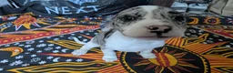 Mixed Breed dogs for sale: English pointer cross Staffordshire bull terrier - Advert 9
