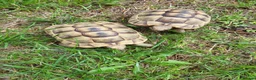 Tortoise reptiles for sale: Greek spur-thighed tortoises (Testudo graeca)  - Advert 3