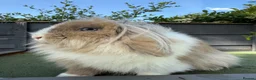 Mini Lion Lop rabbits for sale: Super friendly Lion Lop Girl - Advert 2