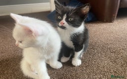 Mixed Breed cats for sale: 2 gorgeous female kittens  - Image 1