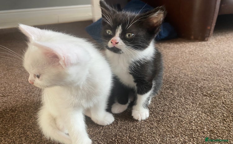 Mixed Breed cats - Advert 13