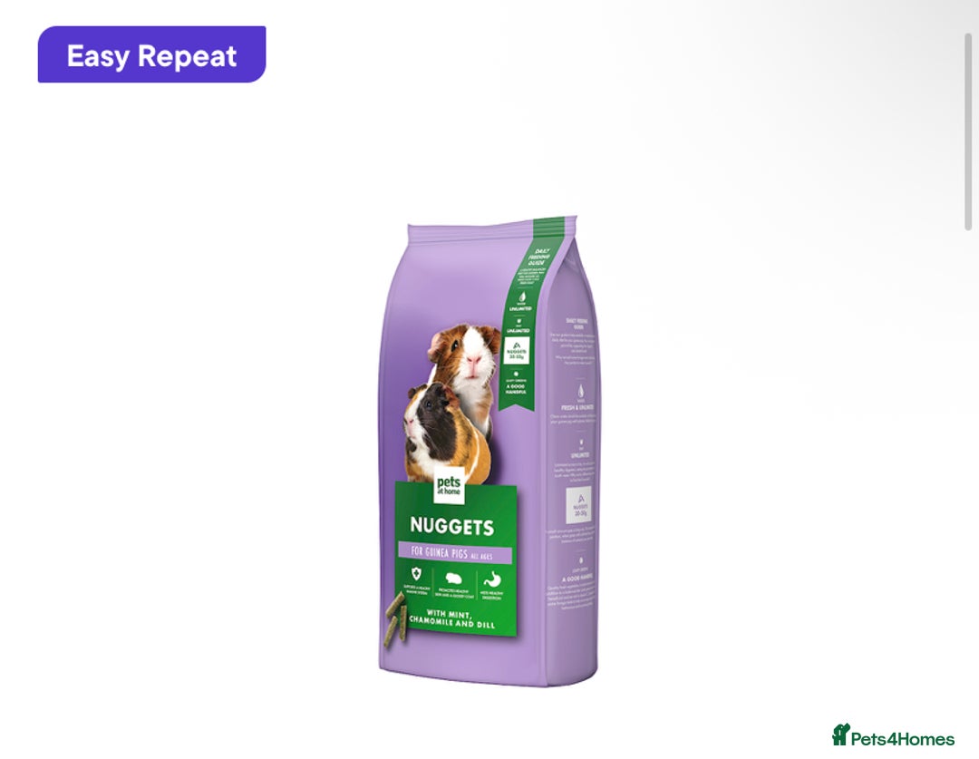 Guinea Pig rodents for sale: Single Male Guinea pig - Advert 6