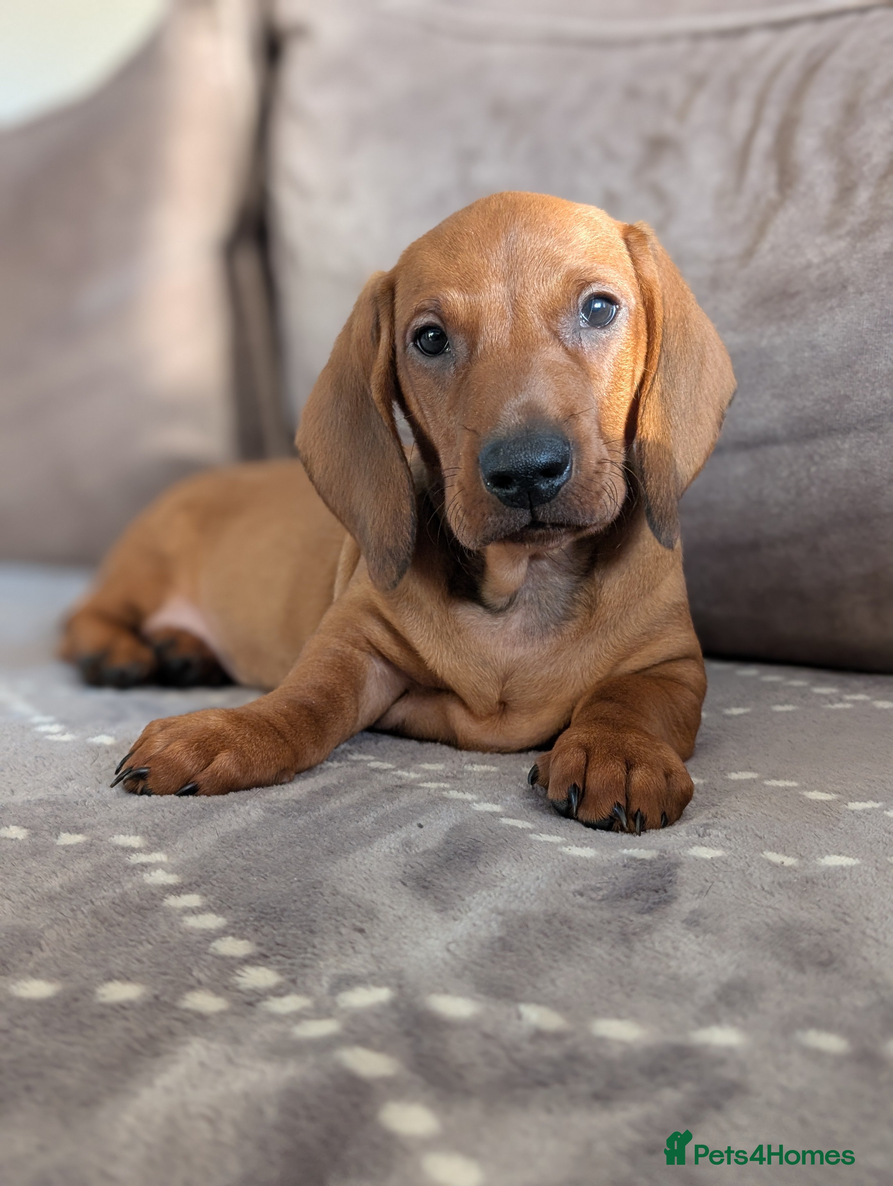 Dachshund dogs Ready Now Champions Line Standard Dachshund - Advert 5