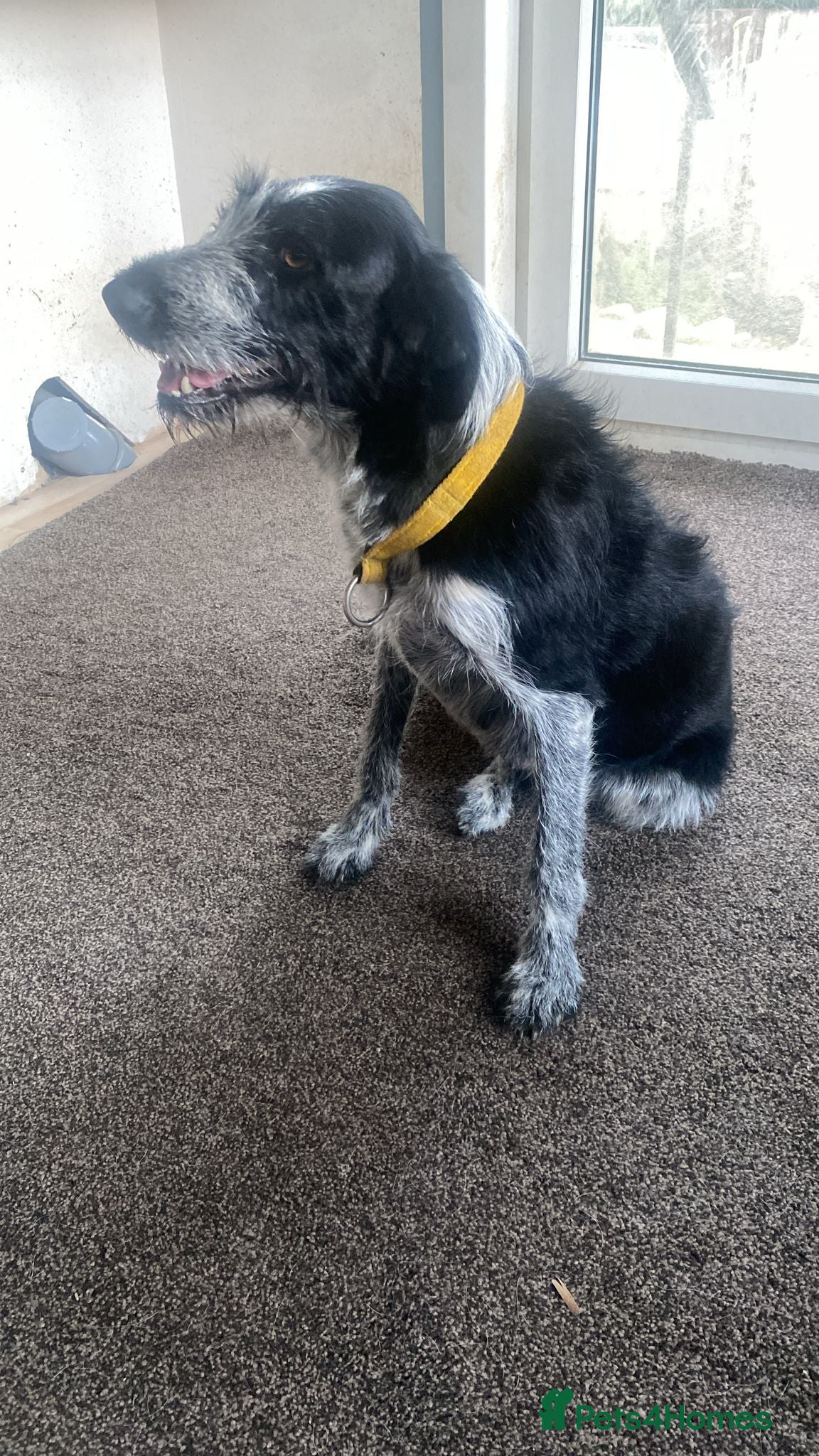 Mixed Breed dogs for sale: Border Collie Cross Pups ready for forever homes in Cairndow - Advert 28