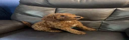 Cockapoo dogs for sale: 5 beautiful cockapoos puppies  - Advert 10