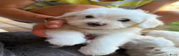 Mixed Breed dogs for sale: Bichon frise  in Bedford - Advert 15