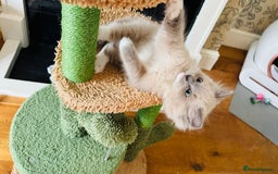 Ragdoll cats for sale: 2 Mink & 1 Blue Point Fluffy Babies  - Image 7