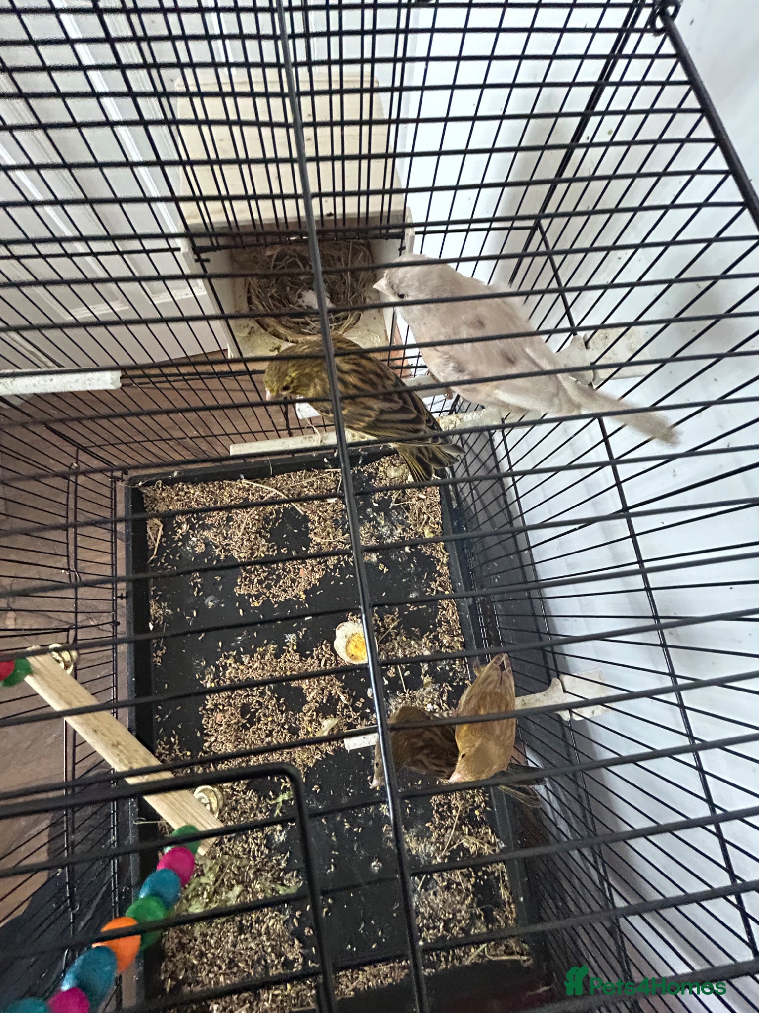 Canaries birds Canary 3 Chicks born this year - Advert 11