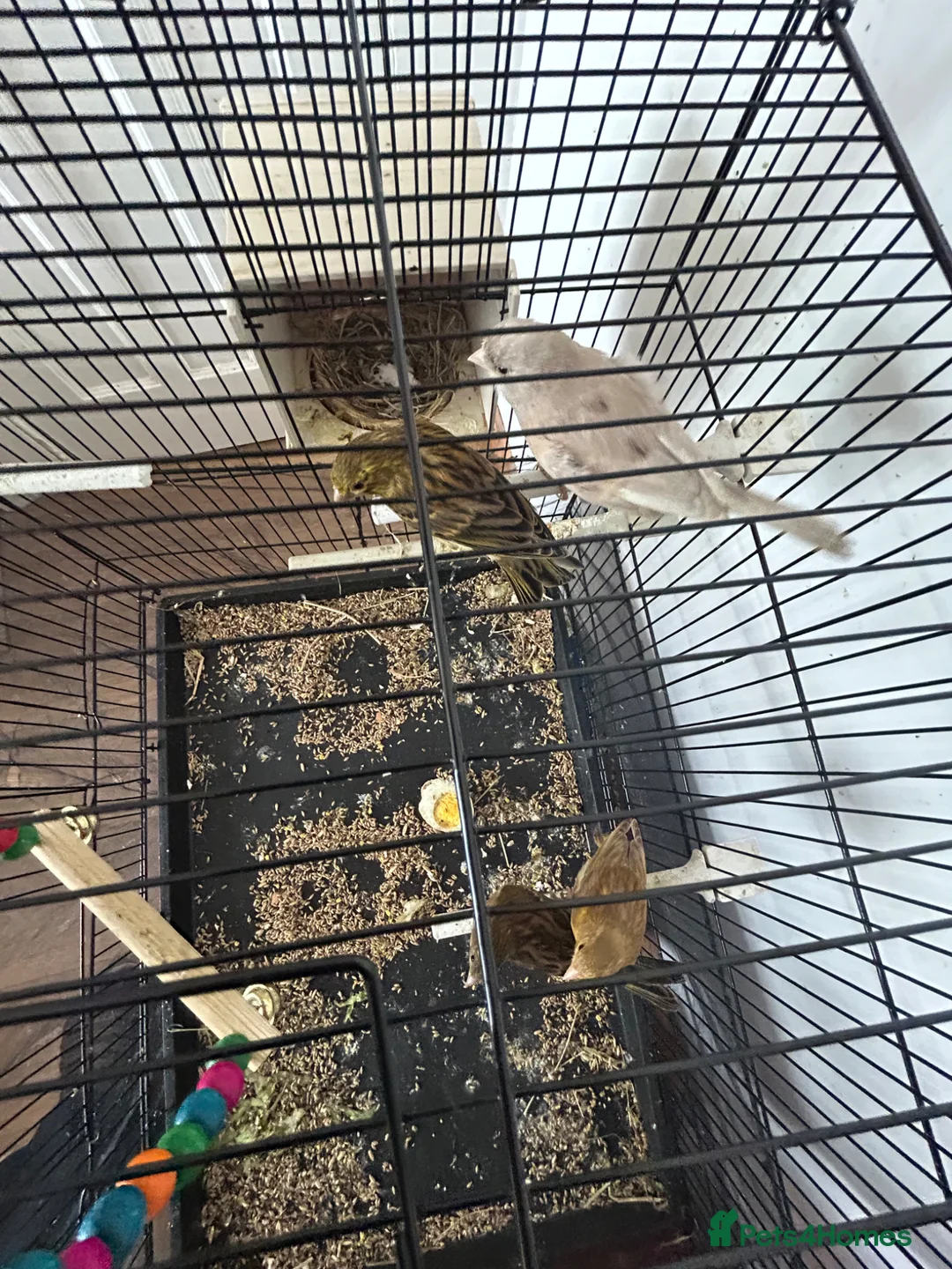 Canaries birds for sale: Female Canary and 3 Chicks born recently. - Advert 4