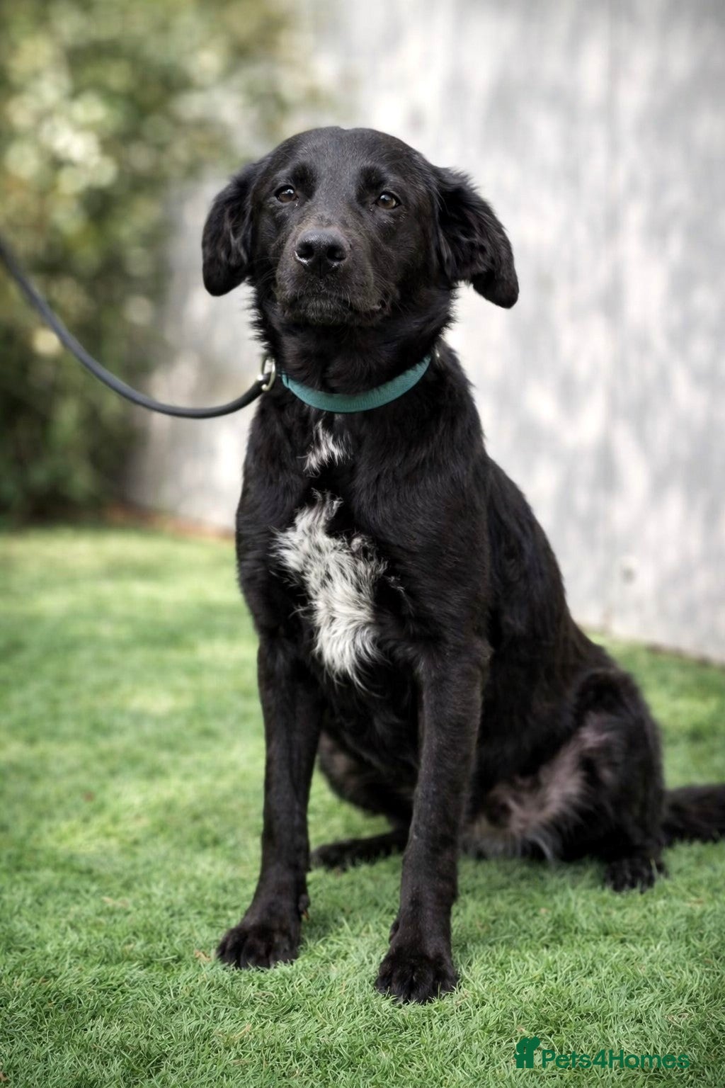 Mixed Breed dogs Ebony 🐾 A Soft Little Heart Looking for Love - Advert 4