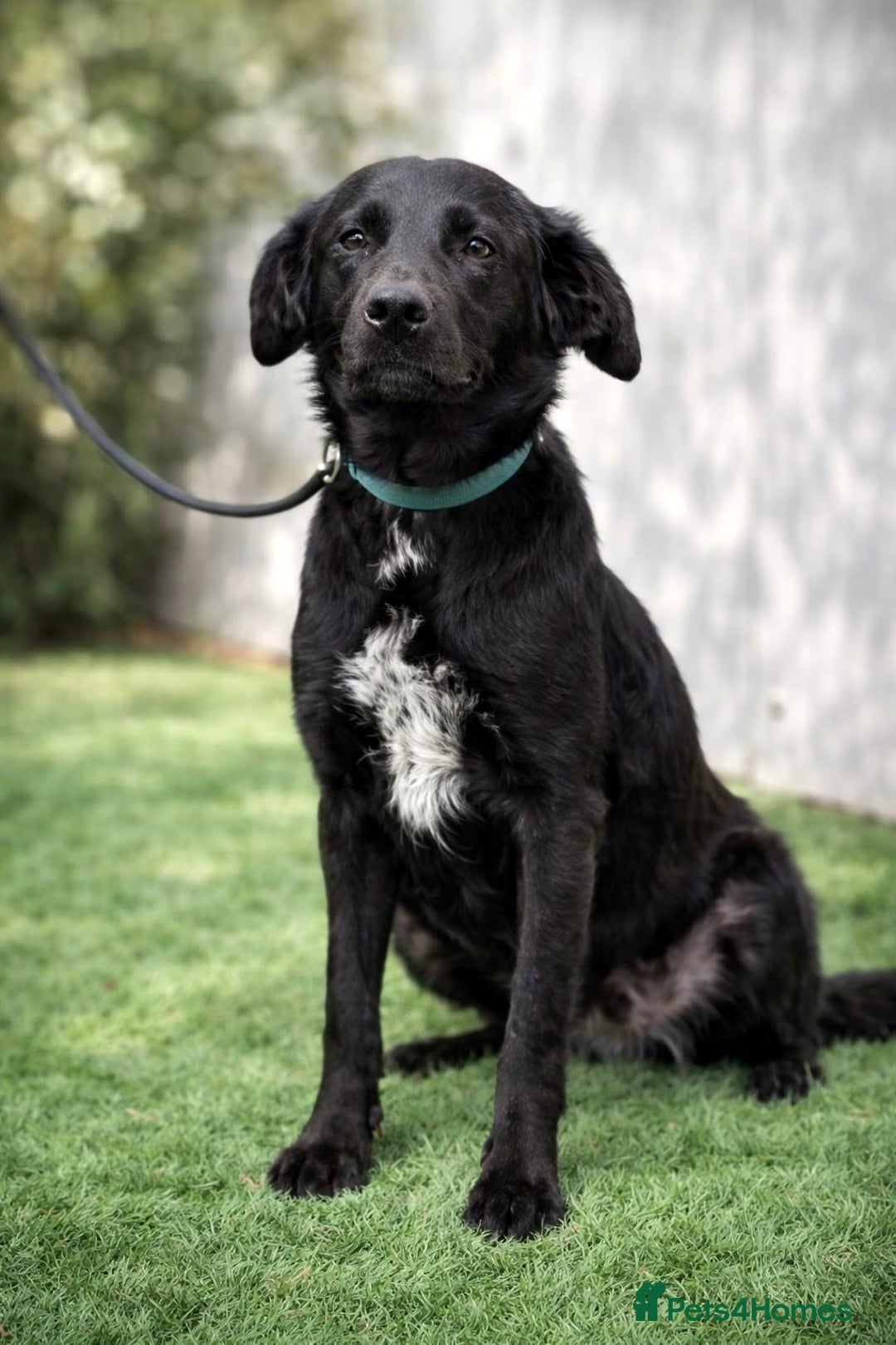 Mixed Breed dogs for adoption: Ebony 🐾 A Soft Little Heart Looking for Love - Advert 2