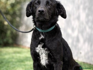 Mixed Breed dogs Ebony 🐾 A Soft Little Heart Looking for Love - Advert 4