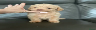 Maltipoo 3