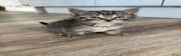 Mixed Breed cats for sale: Cute kitties  - Advert 6