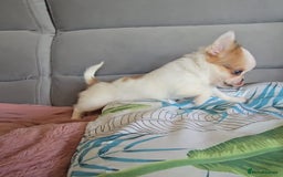 Chihuahua dogs for sale: Beautiful Tiny Chihuahua puppies  - Image 8