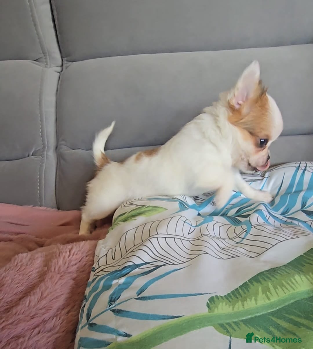 Chihuahua dogs for sale: Beautiful Tiny Chihuahua puppies  - Image 8