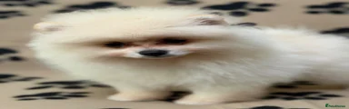 Pomeranian Puppy 3