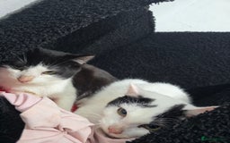 Mixed Breed cats for sale: 2 male kittens £40 for both  - Advert 3