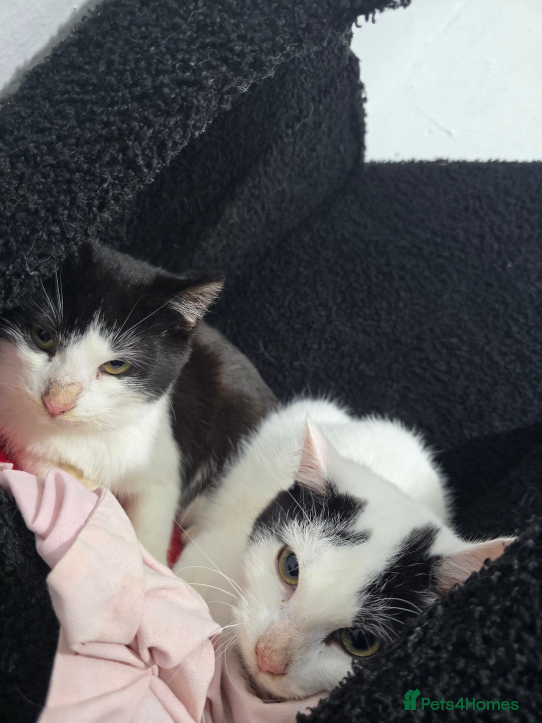 Mixed Breed cats for sale: 2 male kittens £40 for both  - Advert 3