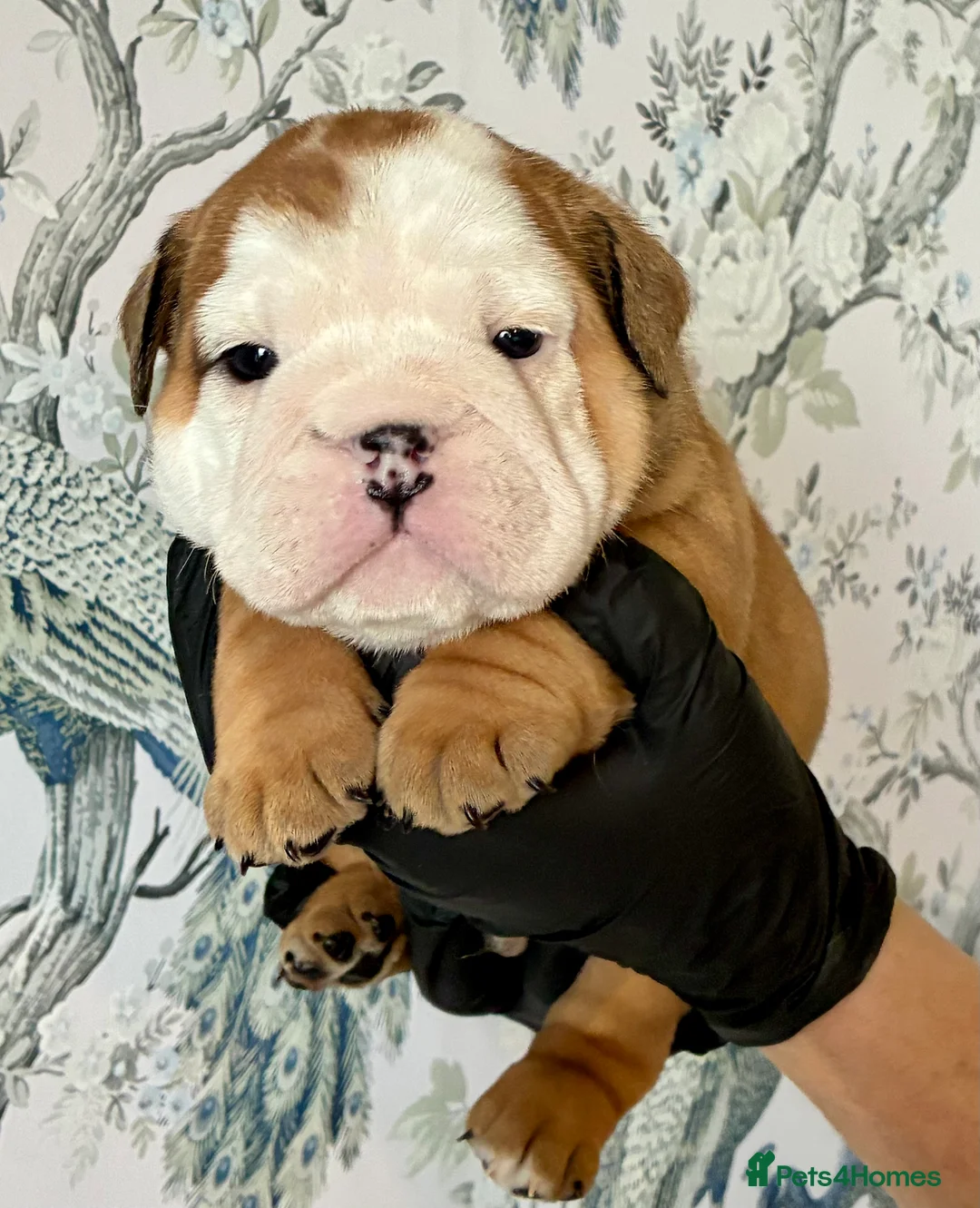 English Bulldog dogs for sale: English Bulldogs - Advert 14