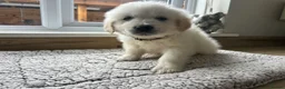Golden Retriever dogs for sale: Gorgeous golden retriever pups - Advert 2