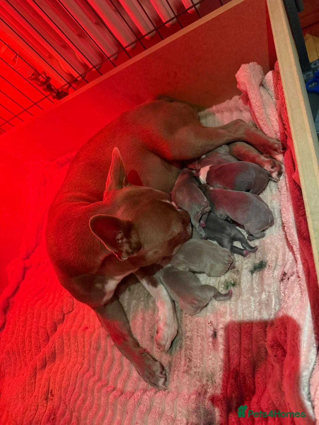 Boston Terrier dogs for stud: Boston terrier for stud blue&white proven KC regis in Wantage - Advert 25