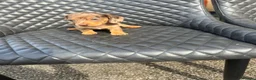 Dachshund dogs for sale: Dachshund puppies  - Advert 16