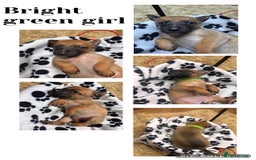 Belgian Shepherd Dog dogs for sale: 🐾 Belgian Malinois x Dutch Herder Puppies 🐾 - Image 9