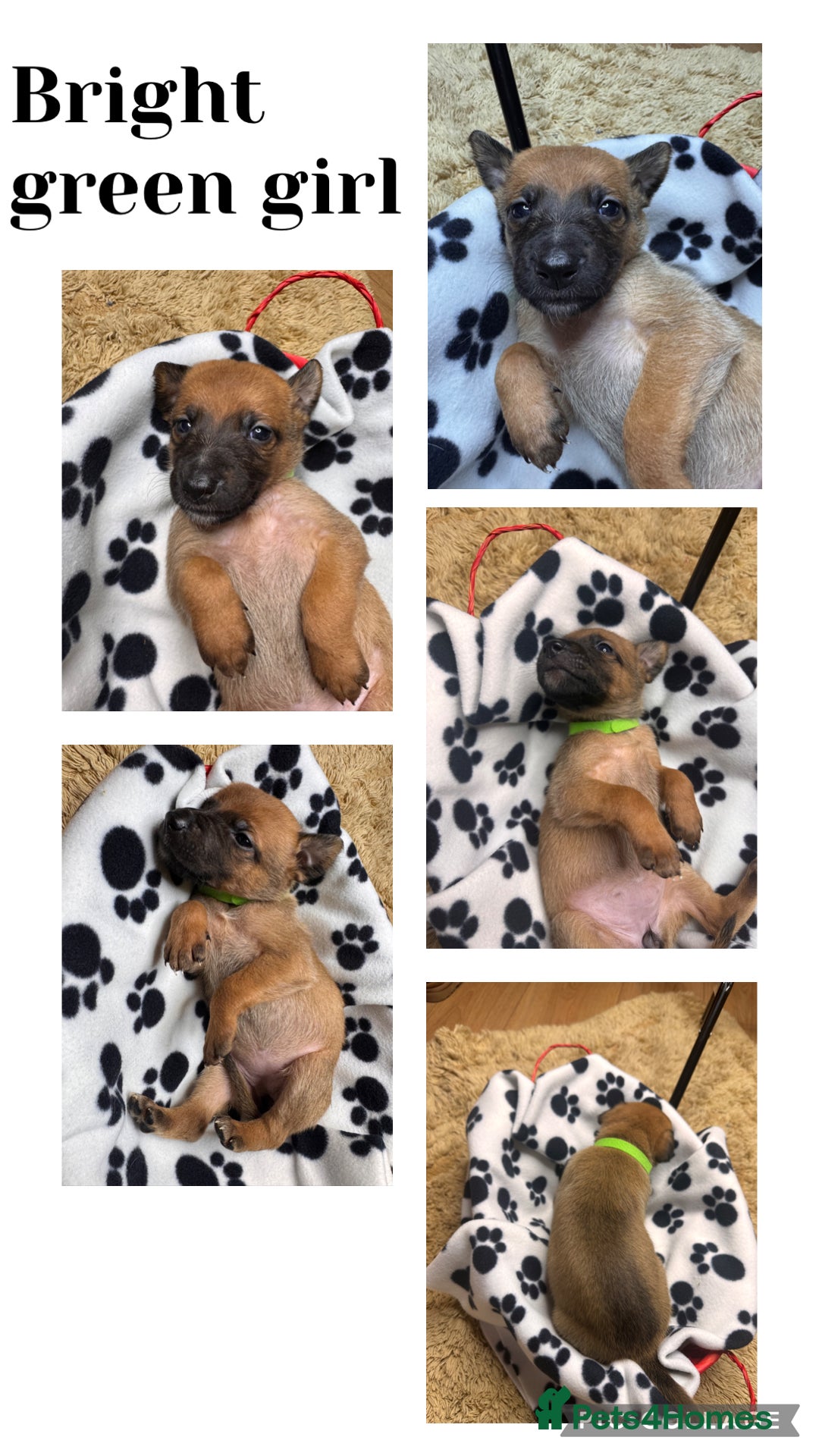 Belgian Shepherd Dog dogs for sale: 🐾 Belgian Malinois x Dutch Herder Puppies 🐾 - Image 9