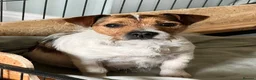 Jack Russell dogs for sale: Jack Russell puppies  - Advert 3