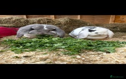 French Lop rabbits for sale: 2 French lop rabbits  - Image 2