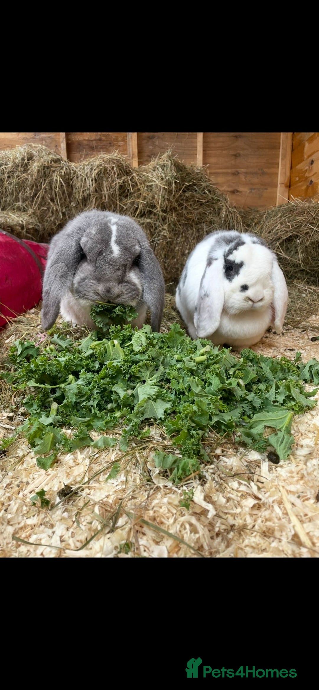 French Lop rabbits for sale: 2 French lop rabbits  - Image 2