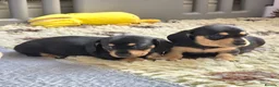 Miniature Dachshund dogs for sale: 🐾✨ GORGEOUS MINIATURE KC DACHSHUND PUPPIES ✨🐾 - Advert 9