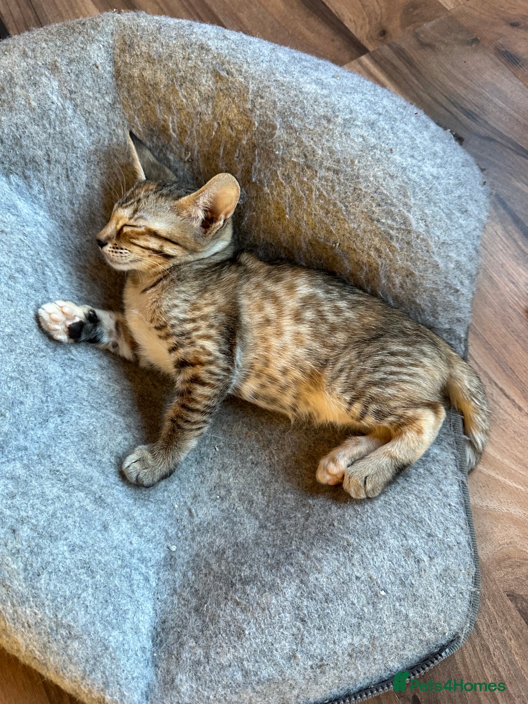 Mixed Breed cats for sale: Crossed Between Oriental short hair & White Bengal - Advert 32