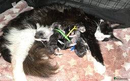 Maine Coon cats for sale: Maine Coon Kittens Silver Imported Shaded Lines - Image 26